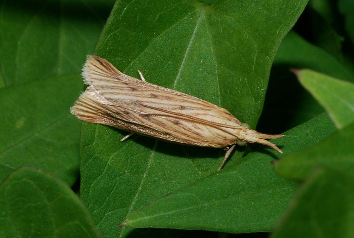 Forse  una Aphomia zelleri (Joannis, 1932) - Pyralidae?